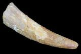 Bargain, Pterosaur (Siroccopteryx) Tooth - Morocco #94136-1